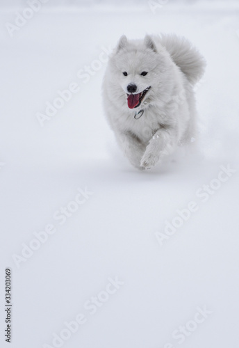 Samoyed in snow