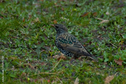  Starling