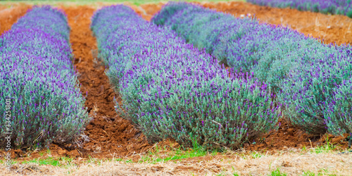 Lavender Fields at Becker Vineyards Annual Lavender Fest, Fredericksburg, Texas, USA