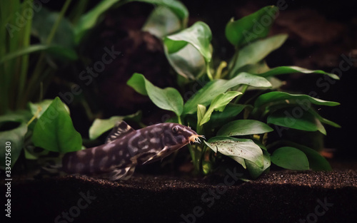 A polka-dot loach (Botia kubotai) and anubias plant in an aquarium