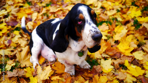 Pies Basset Hound stoi wśród jesiennych liści. Zabawa z psem jesienią. Opadłe liście, żółte, czerwone, suche. Widok jesieni. Smutny, jesienny pies.