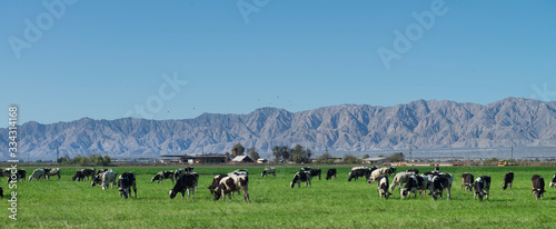 Farming in Baja California state, Mexico, city of Mexicali landscape with the mountain at the background 