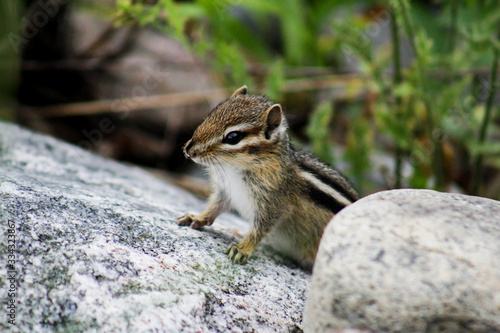 Eastern Chipmunk - Tamias striatus, photographed at Rydell Wildlife Refuge, Minnesota. #1