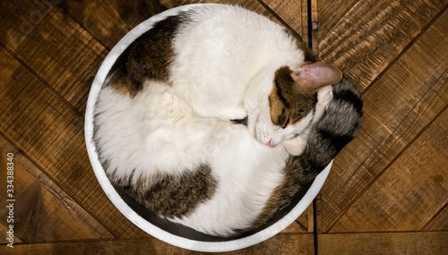 stray cat sleeping in a hemisphere shape