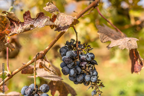 Climate change ruins the grape harvest due to drought