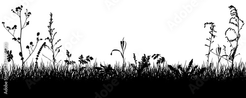 Meadow, silhouettes of grass, weeds, plants. Vector illustration.