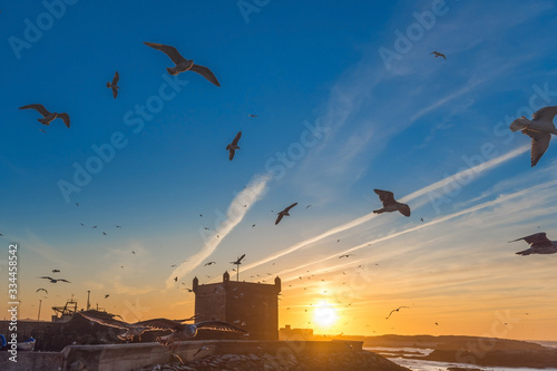Panorama view sunset with flying seagull and the silhouette from the old Fort, Essaouira, Morocco.