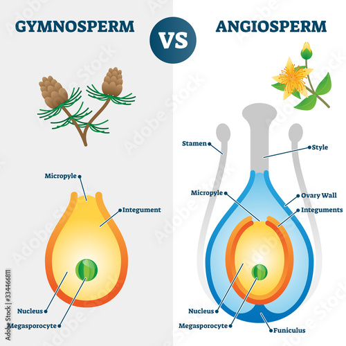 Gymnosperm vs angiosperm vector illustration. Labeled educational scheme.