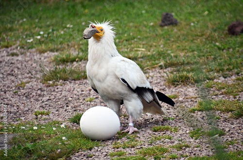 Egyptian Vulture, Neophron Percnopterus, also called the White scavenger vulture or Pharaoh`s chicken, breaking an egg with a stone to find food inside.