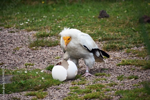 Egyptian Vulture, Neophron Percnopterus, also called the White scavenger vulture or Pharaoh`s chicken, breaking an egg with a stone to find food inside.