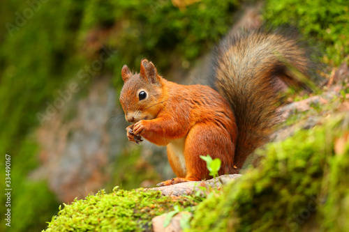 Red squirrel eating with green background