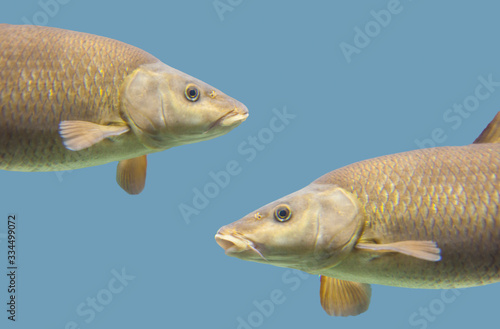 Common barbel, Barbus barbus, is a species of freshwater fish