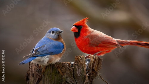 bluebird and cardinal together on perch