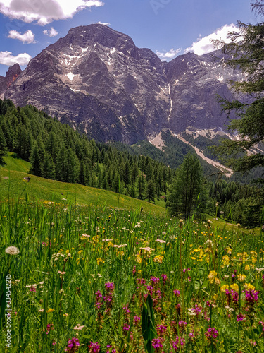 Blooming Alpine meadow in springtime full of colorful flowers. At background majestic peaks of the mountain range and deep green forest. 