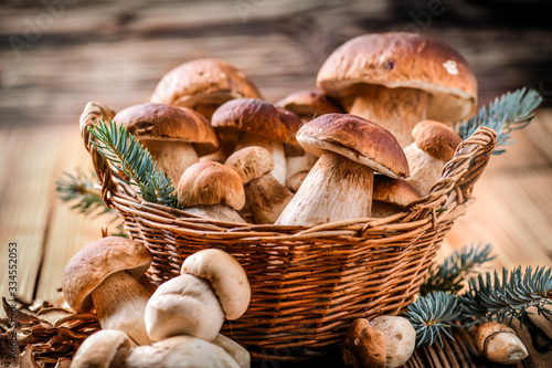 Mushroom Boletus in wooden wicker basket. Autumn Cep Mushrooms. Boletus edulis over Wood Background, close up on rustic table. Cooking delicious organic deliciou food mushroom.