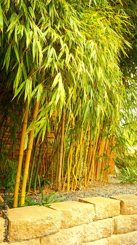 Tropical Bamboo Plants