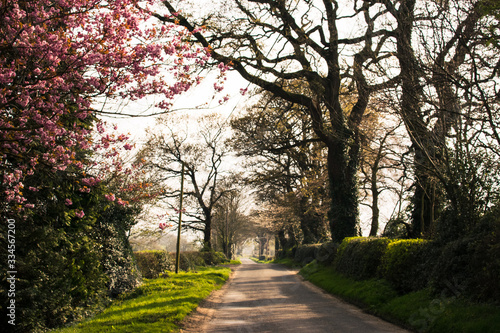 Carretera rodeada de árboles en flor en una tarde de primavera