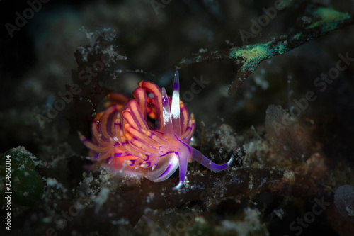 Nudibranch Unidentia sandramillenae. Underwater macro photography from Tulamben, Bali, Indonesia