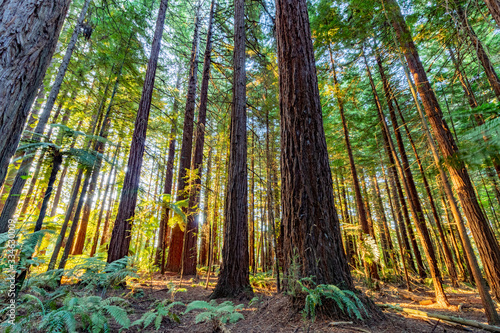 The rotorua redwood trees in new zealand2