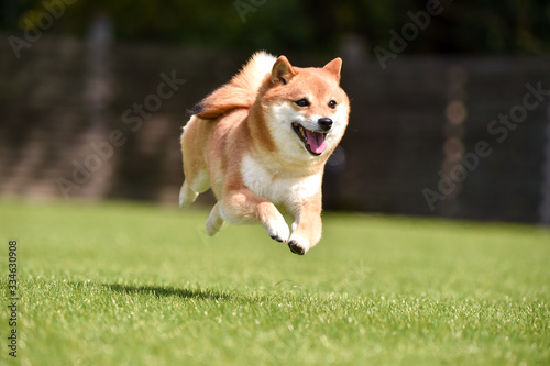 ドッグランで走る柴犬