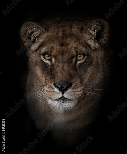 Head portrait of a lioness looking at the camera