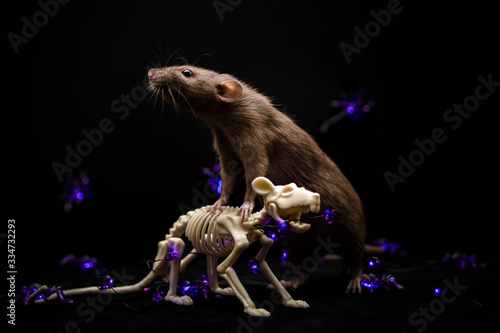 Rat