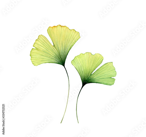 Watercolor ginkgo leaves. Two transparent florals isolated on white. Hand painted artwork with Maidenhair tree. Realistic and botanical illustration for wedding design