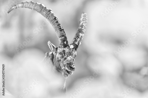 The Alpine ibex wrapped bt snow (Capra ibex)