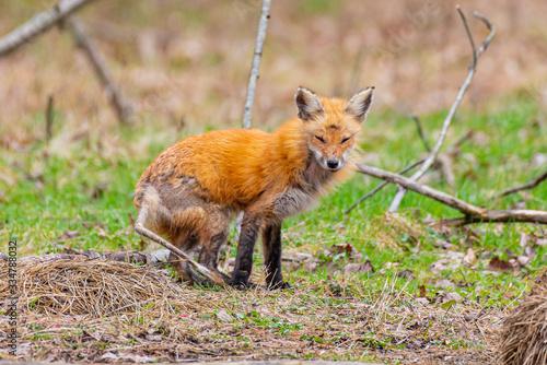 Sick red fox with mange in forest