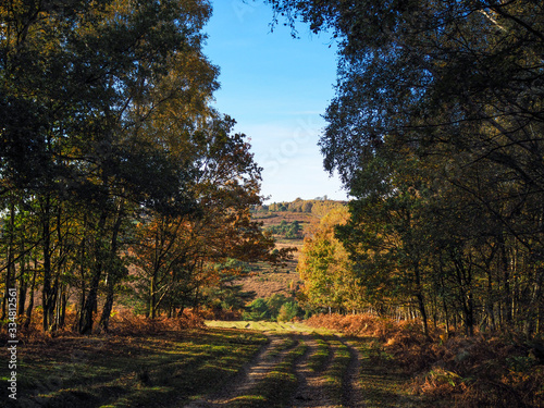 Scenic View of the Ashdown Forest in Sussex