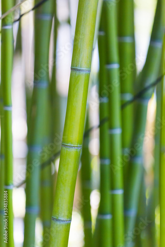 Juicy green bamboo. Green bamboo stems on soft blurred background. Juicy green plants. Beautiful natural botanical background