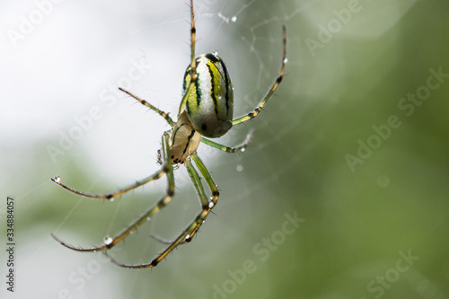 Colorful spider hanging on the spiderweb