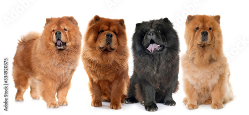 chow chow dogs