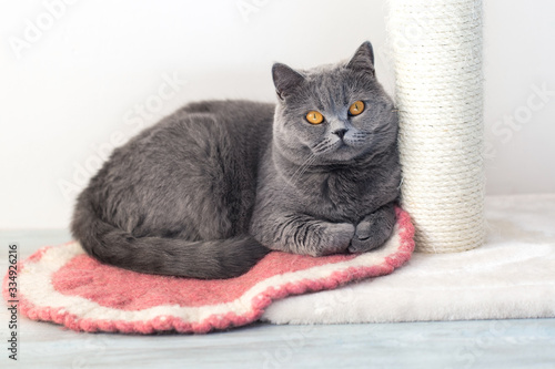 Grey cat folded its paws and resting, the pet next to the scratching post
