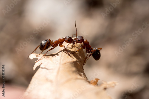 un litigio tra formiche in primavera