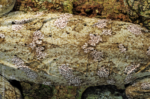 Skin of a New Caledonian giant gecko / Haut eines Neukaledonischen Riesengecko (Rhacodactylus leachianus), Île des Pins, New Caledonia / Neukaledonien
