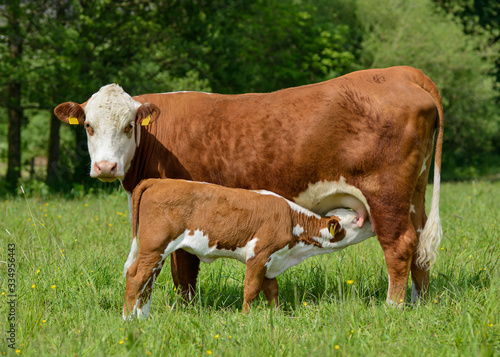 Ethische Nutztierhaltung, Mutterkuh säugt auf einer Wiese ihr Kalb, Kälbchen trinkt Milch, braune Mutterkuh mit ihrem Kälbchen, weibliches Hausrind säugt ihr Jungtier, Kuhgebundene Kälberaufzucht