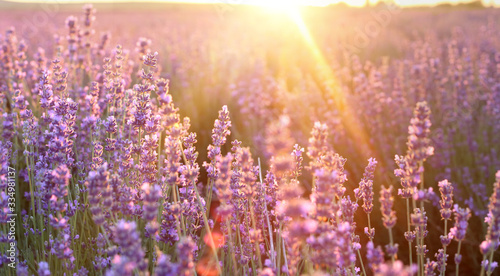 Beautiful image of lavender field over summer sunset landscape. Sunset rays over a lavender flowers.