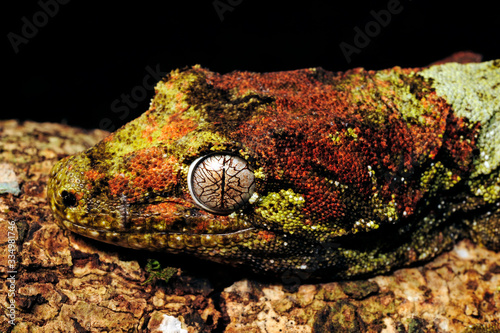 mossy New Caledonian gecko / Neukaledonischer Flechtengecko (Mniarogekko chahoua)