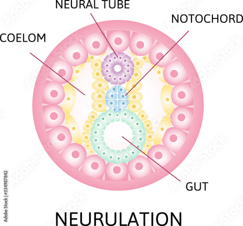 Neurulation. the process of nerulation. Human embryonic development. Vector illustration