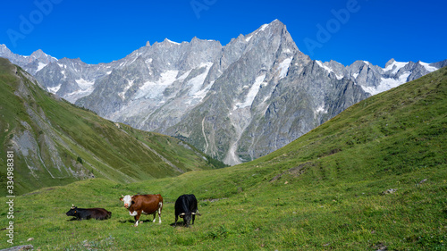 Welcomed by a local cow during hiking in Tour du Mont Blanc, Switzerland, Italy & France. 