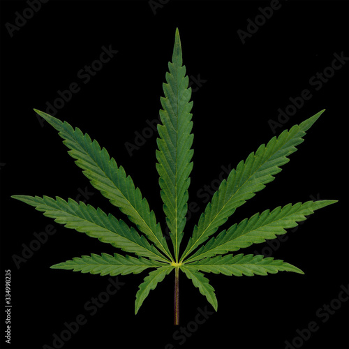 design element. marijuana leaf on black bakground