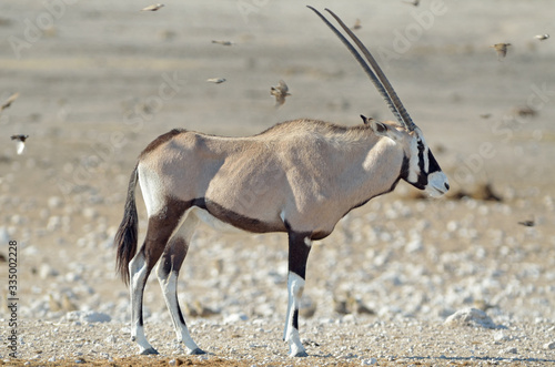 Side view of oryx (gemsbok), flying birds, Etosha