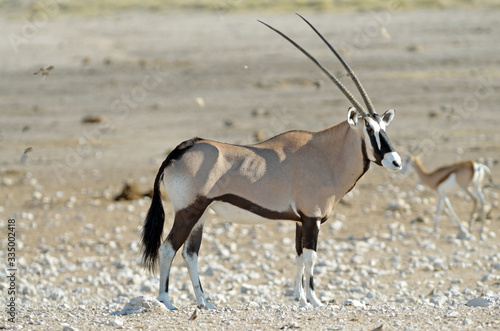 Side view of oryx (gemsbok), Etosha