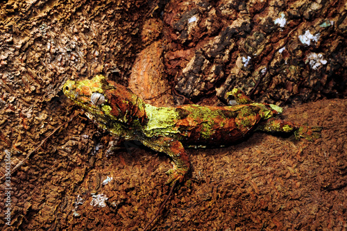 mossy New Caledonian gecko / Neukaledonischer Flechtengecko (Mniarogekko chahoua)