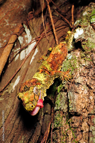 Neukaledonischer Flechtengecko (Mniarogekko chahoua) Île des Pins, Neukaledonien - mossy New Caledonian gecko / Île des Pins, New Caledonia