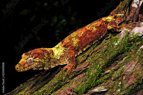 Neukaledonischer Flechtengecko (Mniarogekko chahoua) Île des Pins, Neukaledonien - mossy New Caledonian gecko / Île des Pins, New Caledonia