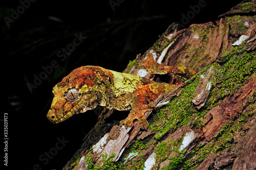 mossy New Caledonian gecko / Neukaledonischer Flechtengecko (Mniarogekko chahoua) Île des Pins, New Caledonia / Neukaledonien 