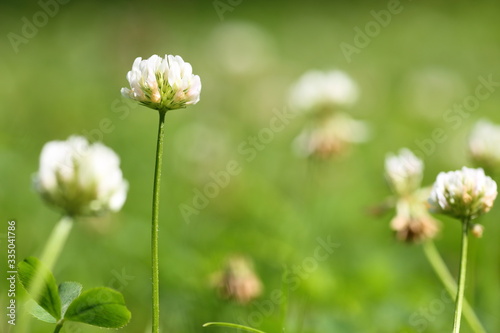 Flowers and plants in the meadow