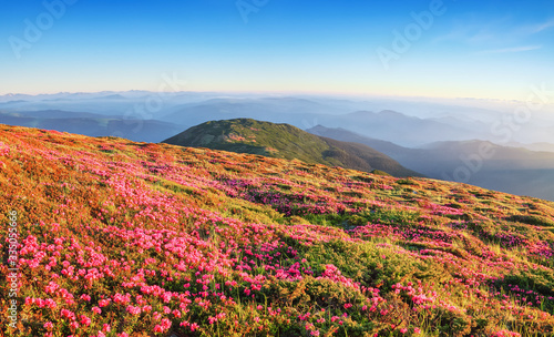 Panoramic view in lawn are covered by pink rhododendron flowers, blue sky and high mountain in summer time. Location Carpathian, Ukraine, Europe. Colorful background. Concept of nature revival.